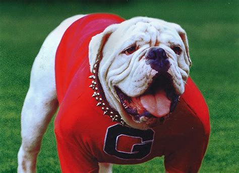The Evolution of Bpom Uga Mascot: How It Has Changed Over the Years